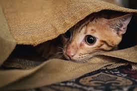 tanda kucing mau lahiran