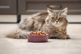 Kucing Kurang Nafsu Makan