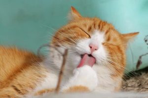 Kucing Menjilat Tubuh