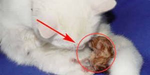 Kucing Pecah Air Ketuban