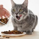 Kucing Tidak Mau Makan Dry Food? Ini Penyebab dan Cara Mengatasinya..
