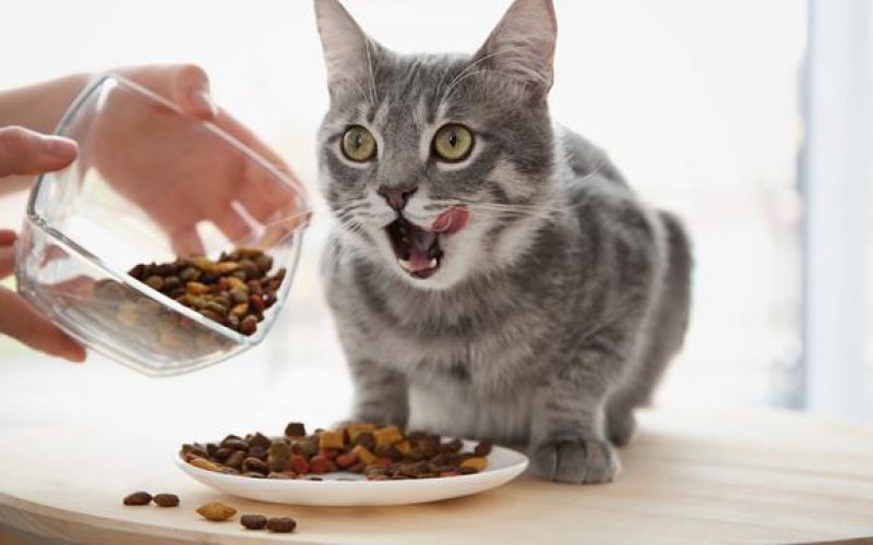 Kucing Tidak Mau Makan Dry Food? Ini Penyebab dan Cara Mengatasinya..