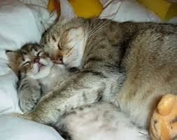 Masa Pertumbuhan Umur Kucing Setara Dengan Manusia