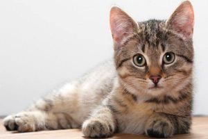 Mencegah Penyakit Pernapasan pada Kucing