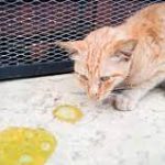 Muntah Kucing Warna Kuning? Ini Penyebab dan Cara Mengobatinya…
