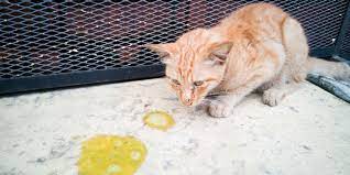 Muntah Kucing Warna Kuning? Ini Penyebab dan Cara Mengobatinya…