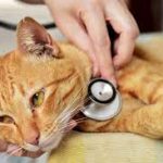 Penyakit Kuning pada Kucing? Ini Penyebab, Gejala dan Cara Mengobatinya…