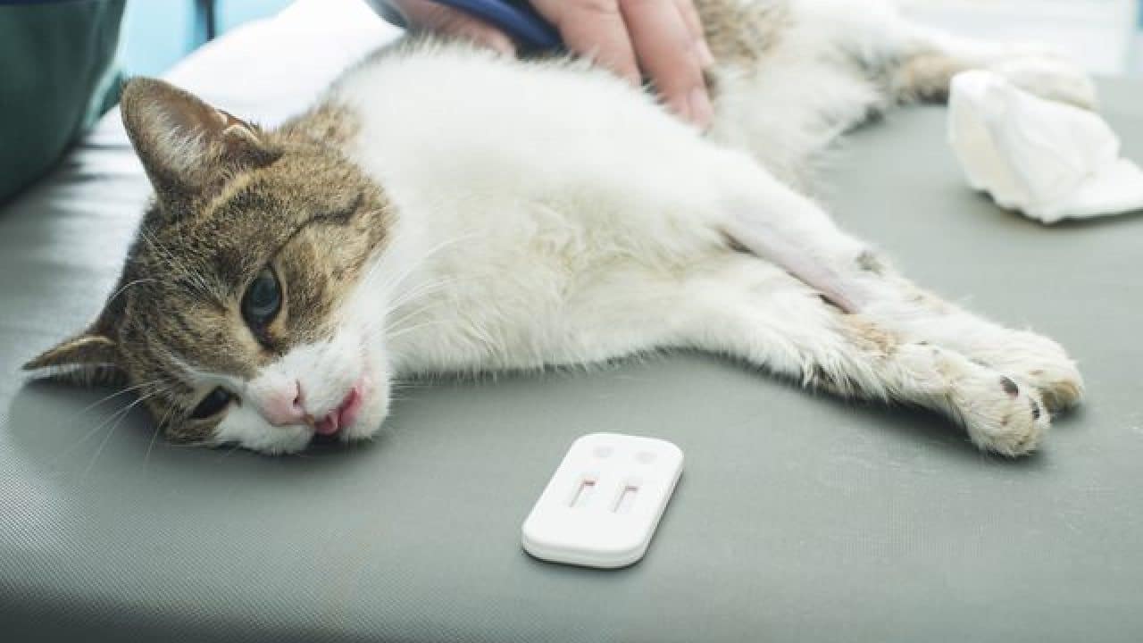 Penyakit Pernapasan pada Kucing, Ini Penyebab, Gejala dan Cara Mengobatinya
