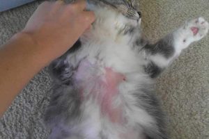 Penyebab Bulu Kucing Rontok