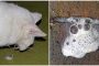 Penyebab Kucing Muntah Berbusa Putih dan Cara Mengobatinya….