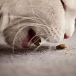 Penyebab Kucing Muntah Darah yang Harus Diketahui