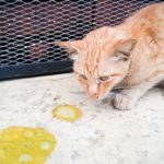 Penyebab Kucing Muntah Warna Kuning, Ini Cara Mengobatinya...