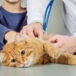 Penyebab Kucing Sakit Yang Harus Diketahui Bagi Pemiliknya