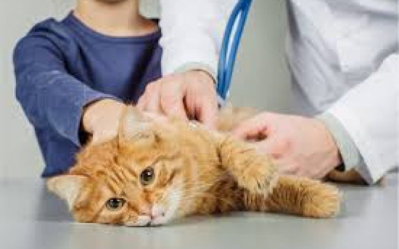 Penyebab Kucing Sakit Yang Harus Diketahui Bagi Pemiliknya