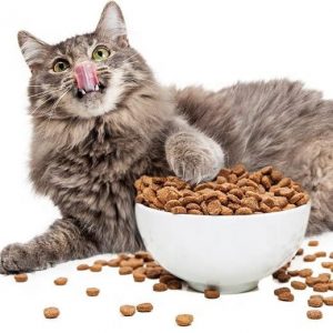 Penyebab Kucing Tidak Mau Makan Dry Food