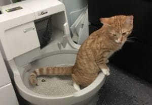 Peralatan Kucing Pup di Toilet