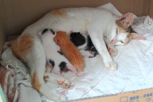 Proses Perkembangan Kucing Dari Lahir dari nol