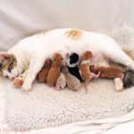 Proses perkembangan kucing dari lahir Sampai Dewasa