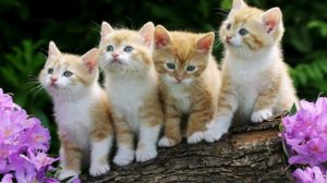 Rata-Rata Umur Kucing
