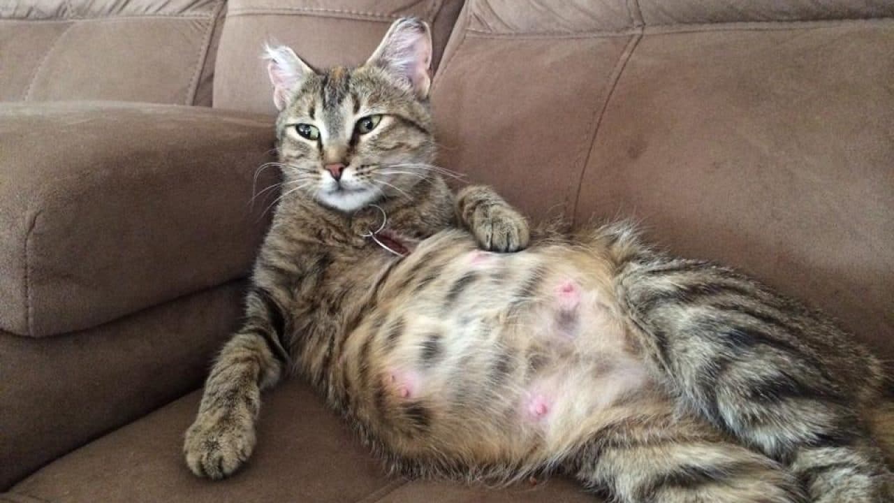 Tanda-Tanda Kucing Mau Lahiran yang Harus Diketahui
