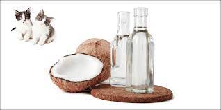 Efek Samping VCO Untuk Kucing