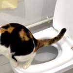 Cara Melatih Kucing Agar Buang Kotoran di WC