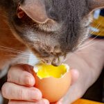 Fungsi Kuning Telur Untuk Kucing Supaya Badan Sehat dan Gemuk