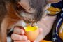 Fungsi Kuning Telur Untuk Kucing Supaya Badan Sehat dan Gemuk
