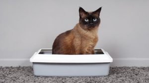 Kotak pasir Kucing kebutuhan perlengkapan kucing buang air di wc