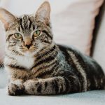 Manfaat Kucing Bagi Lingkungan Wajid Diketahui