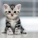 Manfaat Kucing Bagi Lingkungan dan Rumah Yang Harus Diketahui
