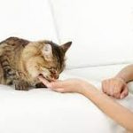 Manfaat Merawat Kucing Bagi Manusia dan Lingkungan Rumah