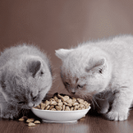 Manfaat Whiskas untuk Kucing Kampung yang Harus Diketahui