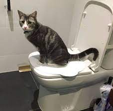 Persiapan Melatih Kucing Buang Air, PUP di Toilet/WC