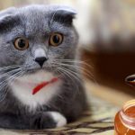 8 Manfaat Madu Untuk Kucing Sakit Yang Wajib Diketahui