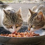 Yuk, Ketahui Manfaat Makanan Kucing Ori Cat Kitten