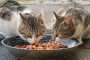 Yuk, Ketahui Manfaat Makanan Kucing Ori Cat Kitten