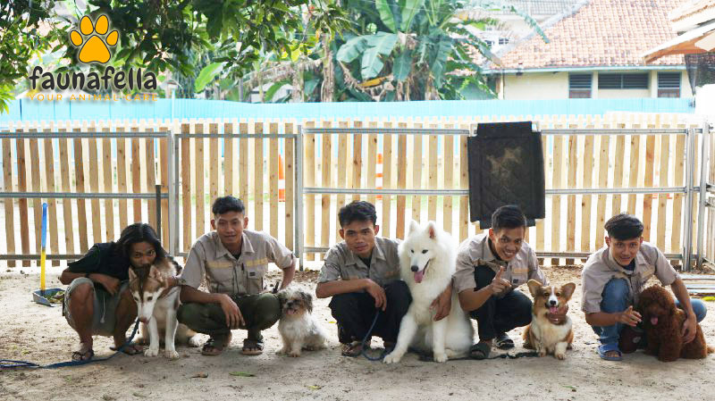 Tempat Pelatihan Anjing Jakarta Faunafella