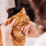 9 Obat Tetes Penyakit Telinga Kucing Alami