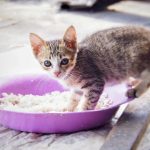 Bolehkan Kucing Makan Nasi Campur Ikan, Ini Penjelasannya…
