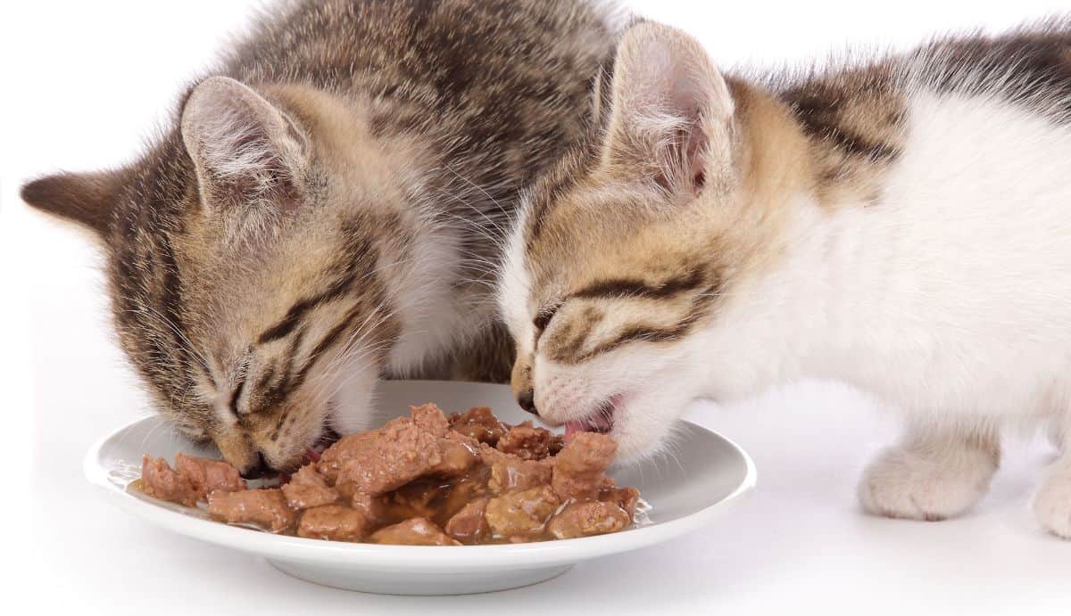 7 Cara Agar Kucing Mau Makan Dry Food.jpg