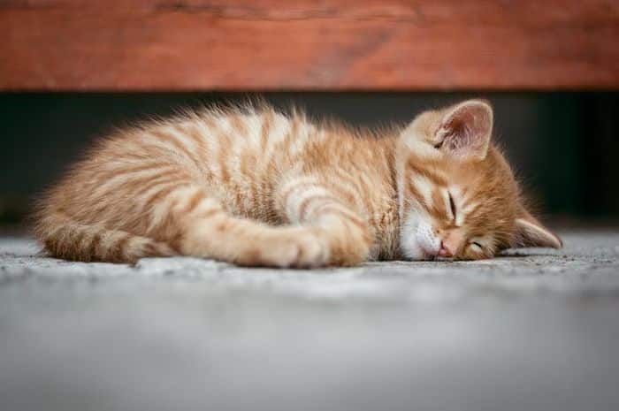 Cara Mengobati Kucing Demam, cara mengatasi kucing demam