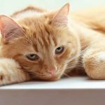Cara Mengobati Kucing Lemas dan Tidak Mau Maka