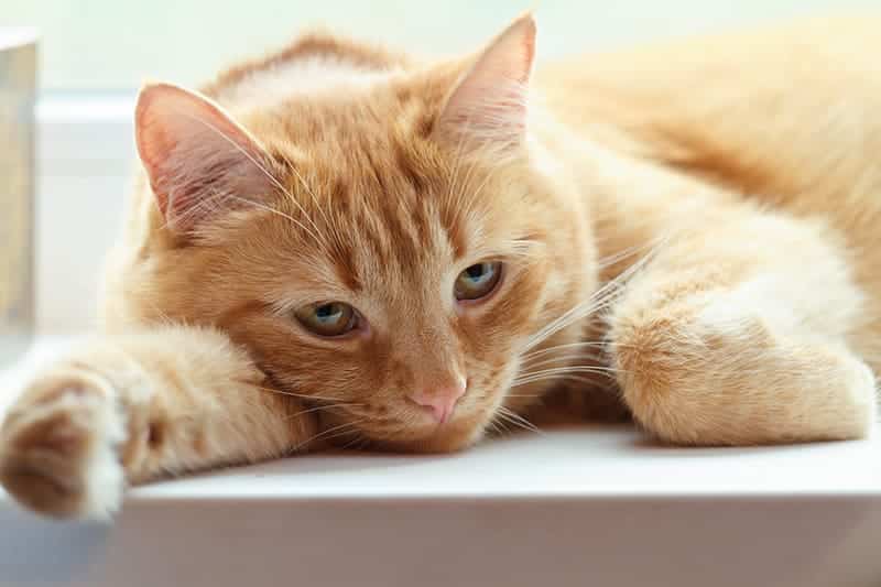 Cara Mengobati Kucing Lemas dan Tidak Mau Makan Faunafella