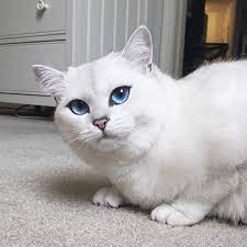 Penyakit Mata Pada Kucing