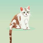 Cara Menjinakan Kucing Galak Paling Mudah