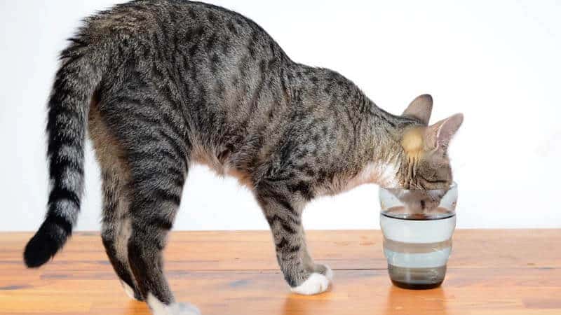 Ciri-ciri Kucing Demam, Cara Mengatasi Kucing Demam