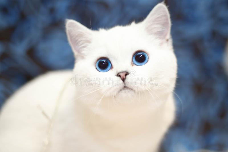 Penyakit Mata Pada Kucing