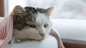 Kompres, Cara Mengobati Kucing Demam Secara Alami
