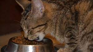 Makan Yang Cukup, Cara Mengobati Kucing Demam Secara Alami